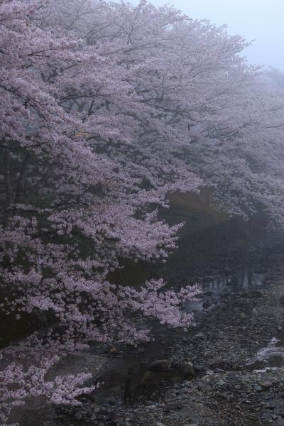 京都　桜めぐり～和らぎの道、善峯寺、正法寺、向日神社、御香宮神社