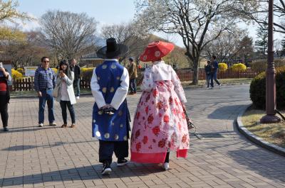 春彩！！ 韓国桜めぐり ・ 後編 ＜ 慶 州 ＞