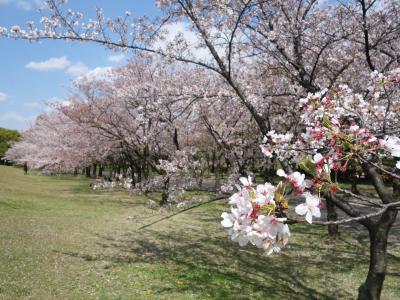 庄内緑地の桜のトンネル。中に入るのも良し，外から見るのも良し。いいところです。