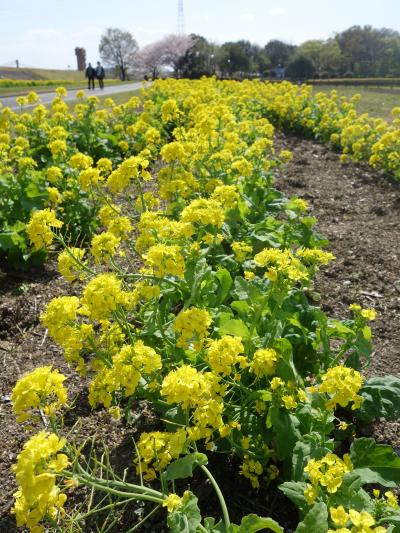 庄内緑地の菜の花がきれいに咲いていました。よく整備されている公園です。