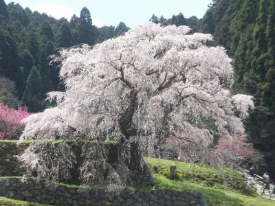 ２０１７年　今年の春は奈良県の宇陀にあります桜１３景の内の４景を鑑賞してきました！