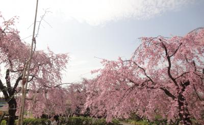 雨あがる、枝垂桜と東谷山フルーツパーク