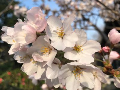 花物語　～春～　今年の桜は雨にも負けず…。