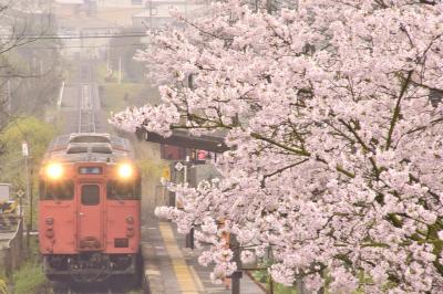 満開な桜が咲き広がる芸備線沿線の古き良き桜の風景を探しに訪れてみた
