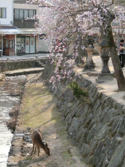 春の宮島にいってきた