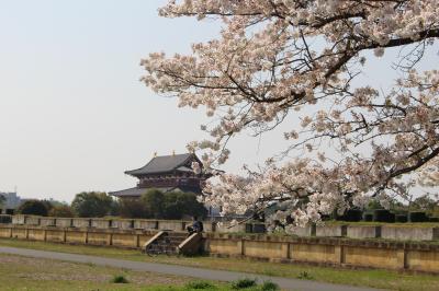 お出かけ・近場の桜見物、鴻ノ池公園，平城京址 に