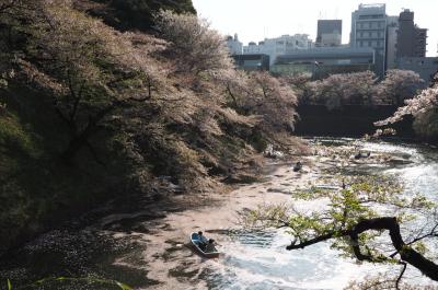 桜は散り始めですが神保町から千鳥ヶ淵までぶらり