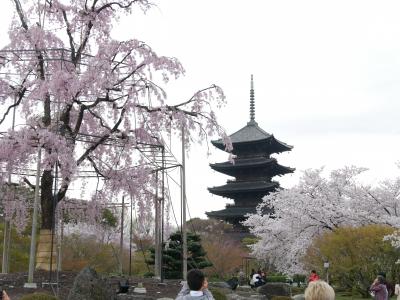 京都”観桜”遠征その１