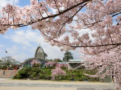 （大阪） 茨木・弁天さん〈辯天宗・冥応寺〉の染井吉野桜＆枝垂れ桜。（2017）