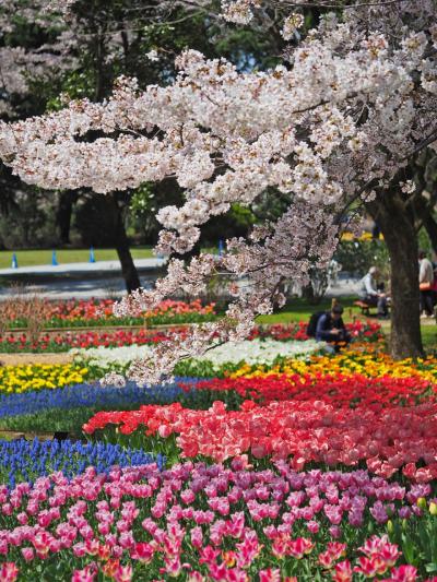 ふりそそぐ桜のシャワー 昭和記念公園チューリップ