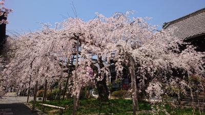 山科、東山、京都日帰りぶらぶら桜散歩