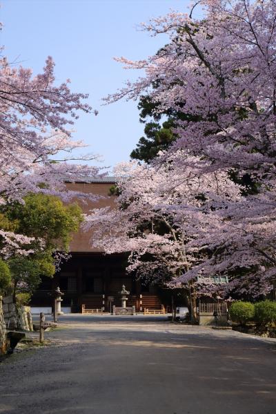 滋賀 桜満開の三井寺へ