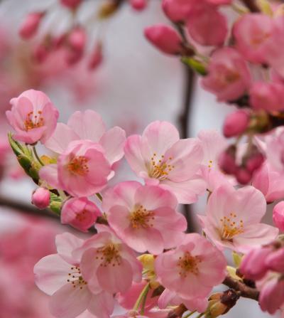 ご近所の桜　①　※錦町公園のコヒガンザクラ※