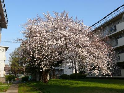 咲き始めた遅咲きの桜　2017