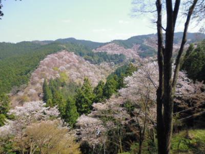 奈良・吉野山の一目千本桜