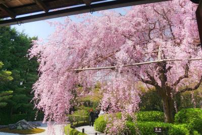 見納めの桜景色を見に京都『退蔵院』と『車折神社』へ・・・