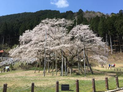 一度見てみたかった日本３大桜のひとつ　根尾の薄墨桜 ２日目