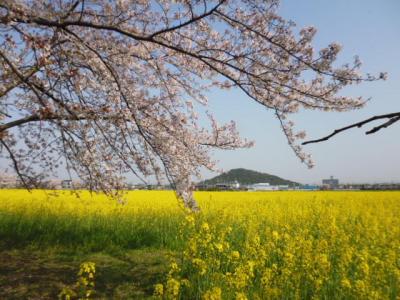 藤原宮跡の菜の花と桜といちご狩り