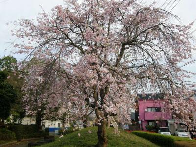 久喜市上内の自前の早朝ウォーキングコースで見られる自然の営みを・・・①桜花の状況編