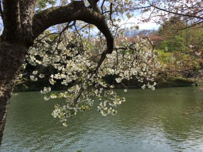 県立三ッ池公園、ソメイヨシノは桜吹雪。天気も良くて最高でした！
