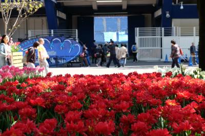 春の横浜公園　愛でる人　写す人　写される花達　「全国都市緑化よこはまフェアー」