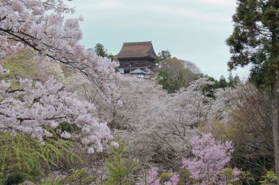 “桜花爛漫”　吉野山の一目千本と本郷の瀧桜を楽しみに！