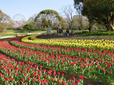 大阪万博記念公園・自然文化園「チューリップの花園」をホロホロ散歩。（2017）