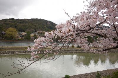 曇り空でも桜は美し。宇治をふらりと散歩日記。