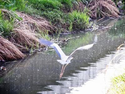 久喜市上内の自前の早朝ウォーキングコースで見られる自然の営みを・・・②野鳥や動物編