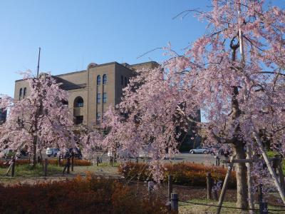 名古屋人の定番。鶴舞（つるま）公園でお花見。散りはじめでした。