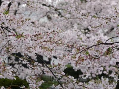 京都”観桜”遠征その２