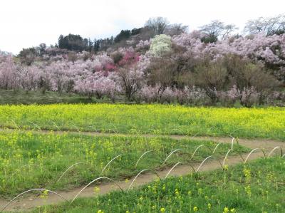 福島県へバスツアーで花見旅行へ（2）ー圧巻の花見山ー
