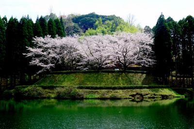 県民の森の桜2017