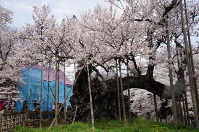 2017.4 満開の桜を訪ねて～山高神代桜とシャトレーゼ白州工場見学