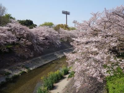 山崎川のお花見。そして図書館でのんびりと。良い一日でした。