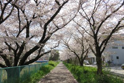 2017春、天白川の桜と草花(1/5)：堤防道路、満開と散り始めの染井吉野、八重紅枝垂れ桜