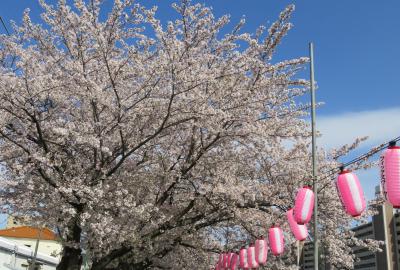 2017春、天白川の桜と草花(2/5)：染井吉野、雪洞、雪柳、蒲公英、連翹、木瓜、八手の実