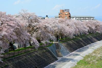 雨ニモマケズ・・・桜を撮影するぞー！2017年