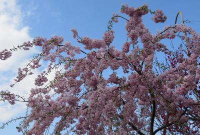 2017春、天白川の桜と草花(4/5)：染井吉野、紅八重枝垂れ桜、チューリップ、雪柳、木瓜