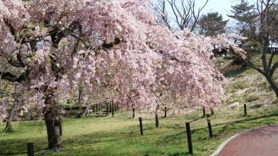桜の旅