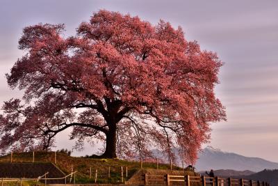 山梨と静岡の桜の旅