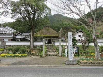 関西最大級・密集群生地・丹波市花”かたくり”を観に行って来ました　～達身寺～