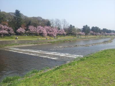 201704京都、屋敷跡、桜