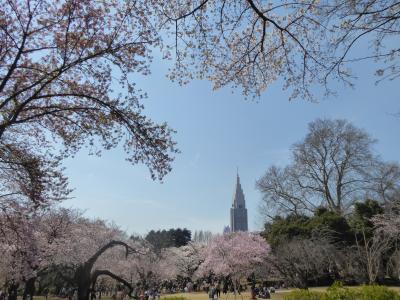 春爛漫の「新宿御苑」♪　Vol.2　満開の桜を愛でる♪