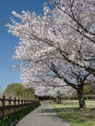 多々良沼公園のサクラ_2017（2）_早いサクラは散り始め、遅いサクラはほぼ満開、全体的には見頃です。（群馬県・邑楽町）