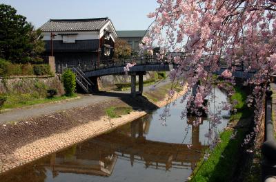 八幡桜風情７～放生川さざなみ公園（安居橋）3