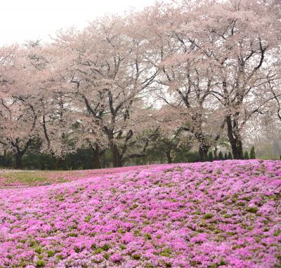 お天気予報士 依田さ～ん　　朝の天気予報中継で中央道から東北道に行き先が変わりました