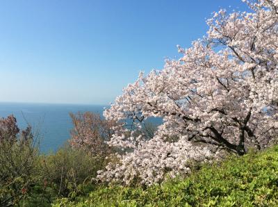 書写山円教寺→赤穂温泉→姫路城と好古園（２日目）　桜満開！