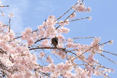 咲いた！咲いた！桜が咲いた(*ﾟ▽ﾟ*) 咲いた桜を追いかけてーその2　南信州　美しい時 輝きの瞬間（とき）飯田市 “舞台桜と石塚桜”を訪ねました。