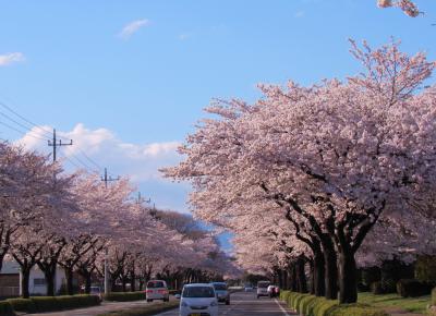 桜を求めて④～艶やかな桜のトンネル（大田原市野崎工業団地）